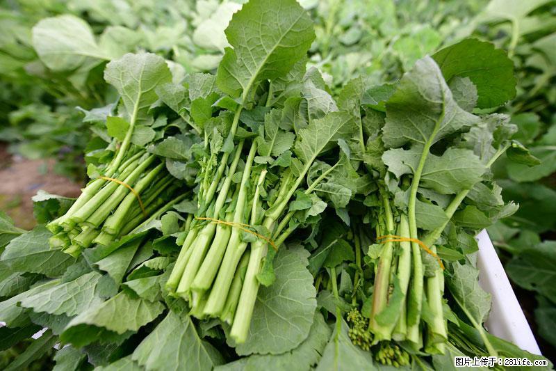 这些蔬菜是“天然钙片”，这6种被医生重点推荐 - 荆州生活资讯 - 荆州28生活网 jingzhou.28life.com
