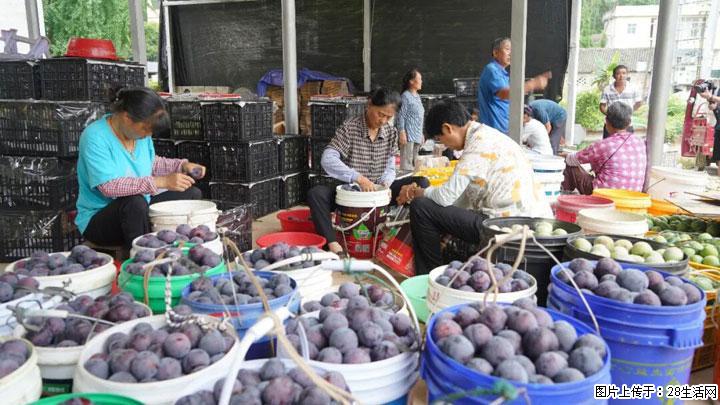 【乡村振兴】文市蜂糖李、黄金奈李迎丰产上市季 甜蜜产业助振兴 - 荆州生活资讯 - 荆州28生活网 jingzhou.28life.com
