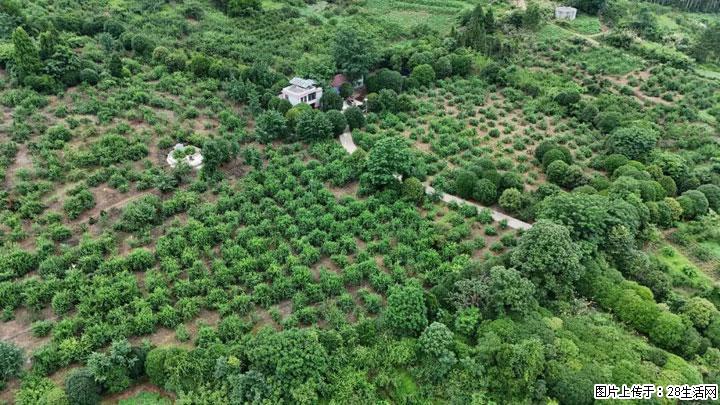 【乡村振兴】文市蜂糖李、黄金奈李迎丰产上市季 甜蜜产业助振兴 - 荆州生活资讯 - 荆州28生活网 jingzhou.28life.com